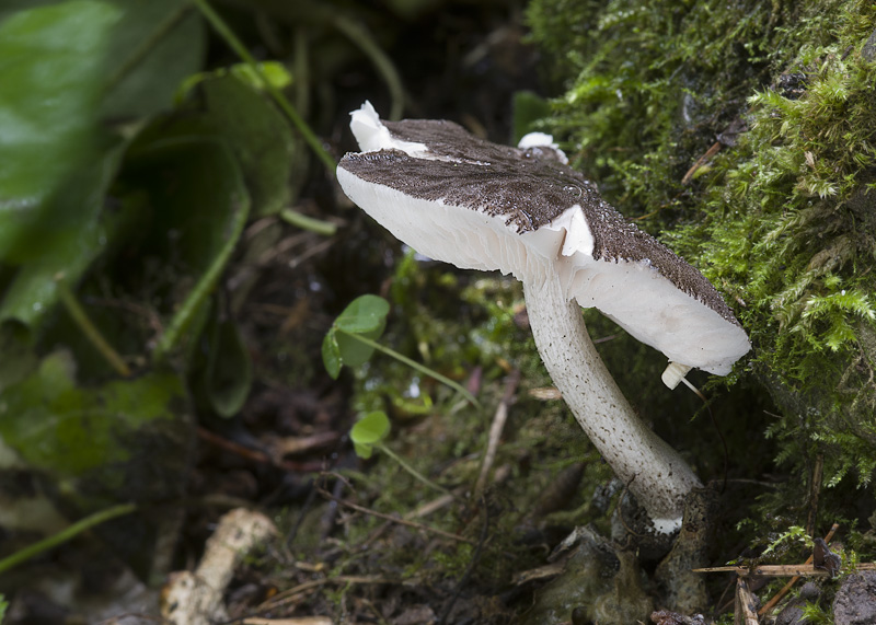 Pluteus ephebeus